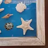 Cuadro De Conchas , Caracoles Y Estrellas De Mar