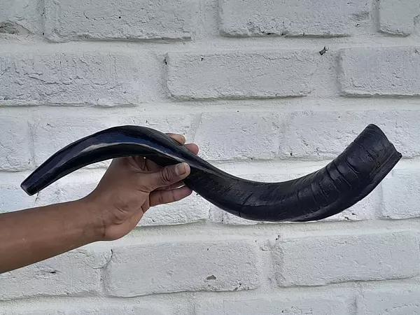 Cuerno De Shofar Kosher Kudu De Israel