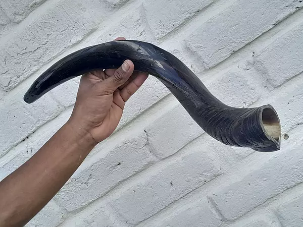 Cuerno De Shofar Kosher Kudu De Israel