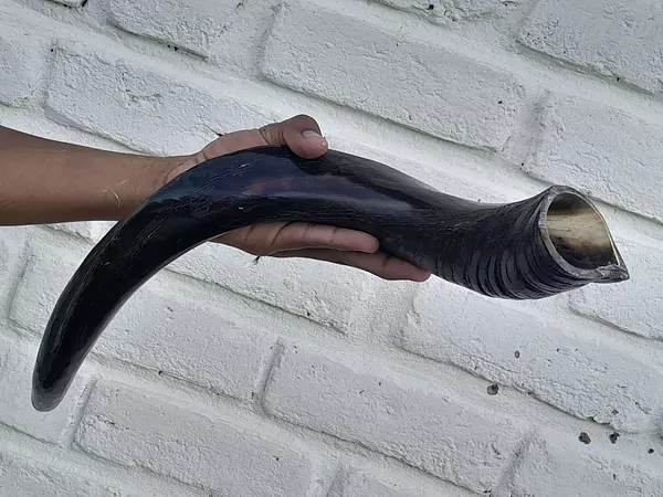 Cuerno De Shofar Kosher Kudu De Israel