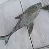 Aldaba Tiburón En Bronce Patinado