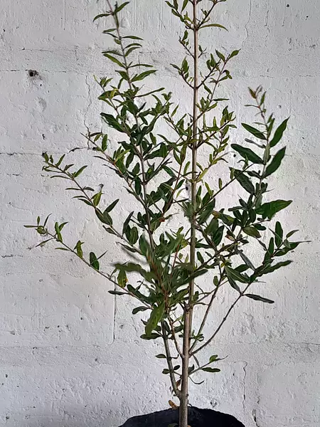 Arbolito De Granada ( Punica Granatum ) Para Trasplantar