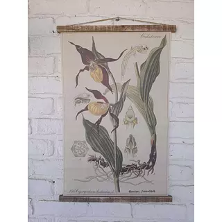 Cuadro Botánico Orquídea Zapatilla De Dama