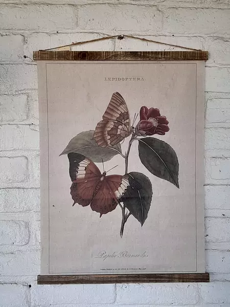 Cuadro Botánico Papilio Bernardus De E. Doneran 1798