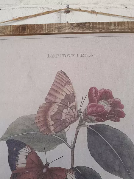 Cuadro Botánico Papilio Bernardus De E. Doneran 1798