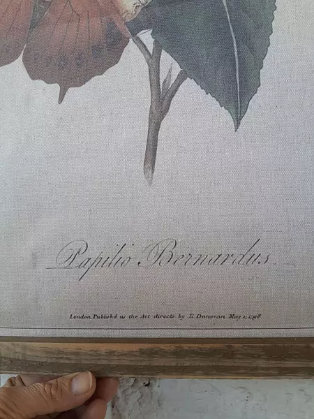 Cuadro Botánico Papilio Bernardus De E. Doneran 1798