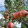 Arbolito De Granada ( Punica Granatum ) Para Trasplantar