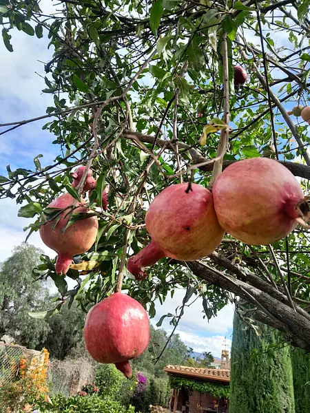 Arbolito De Granada ( Punica Granatum ) Para Trasplantar