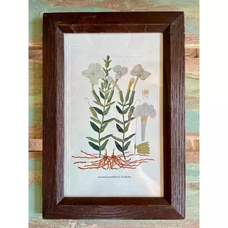 Cuadro Lámina Expedición Botánica - Bogotá 1994