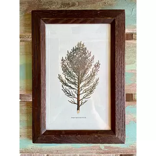 Cuadro Lámina Expedición Botánica - Bogotá 1994