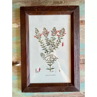 Cuadro Lámina Expedición Botánica - Bogotá 1994