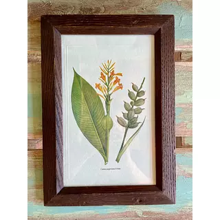 Cuadro Lámina Expedición Botánica - Bogotá 1994