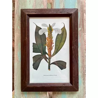 Cuadro Lámina Expedición Botánica - Bogotá 1994