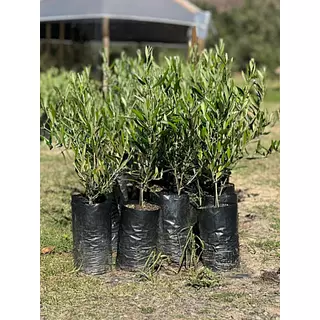 Árbol De Olivo Envíos A Toda Colombia