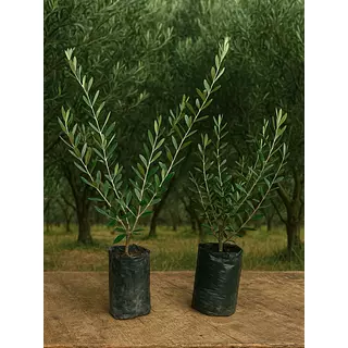 Árbol Olivo En Bolsa De 5 Y 8 Meses Variedad Arbosana
