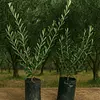 Árbol Olivo En Bolsa De 5 Y 8 Meses Variedad Arbosana
