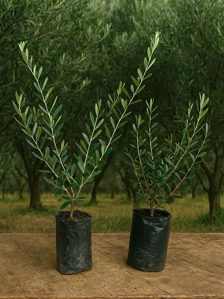 Árbol Olivo En Bolsa De 5 Y 8 Meses Variedad Arbosana