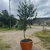 R- Arbol De Olivo En Matera Variedad Arbosana De 3 Años