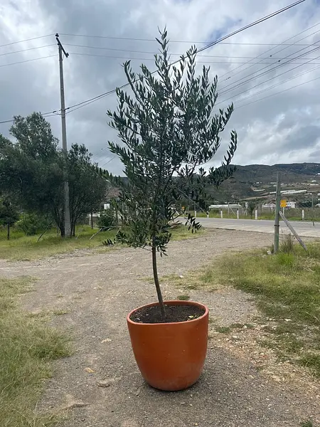 R- Arbol De Olivo En Matera Variedad Arbosana De 3 Años