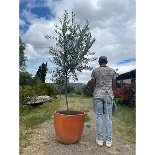 Arbol De Olivo En Matera Variedad Arbosana De 3 Años