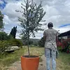 R- Arbol De Olivo En Matera Variedad Arbosana De 3 Años