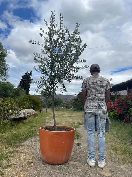 R- Arbol De Olivo En Matera Variedad Arbosana De 3 Años