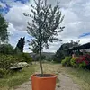 R- Arbol De Olivo En Matera Variedad Arbosana De 3 Años