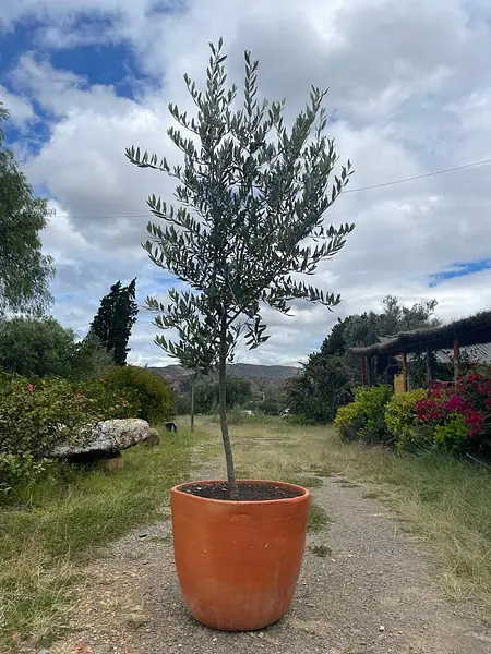 R- Arbol De Olivo En Matera Variedad Arbosana De 3 Años