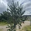 R- Arbol De Olivo En Matera Variedad Arbosana De 3 Años