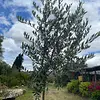 R- Arbol De Olivo En Matera Variedad Arbosana De 3 Años