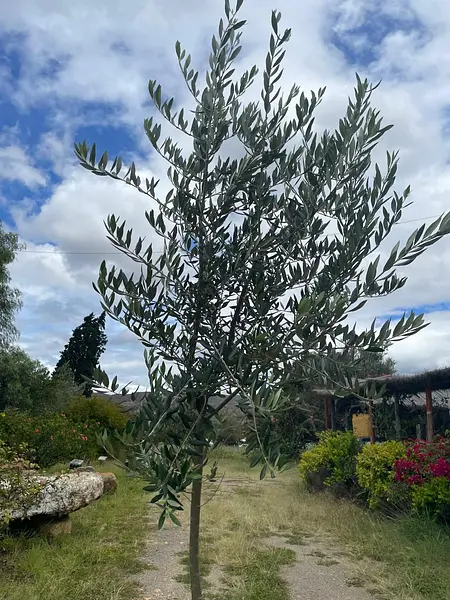 R- Arbol De Olivo En Matera Variedad Arbosana De 3 Años