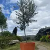 R- Arbol De Olivo En Matera Variedad Arbosana De 3 Años