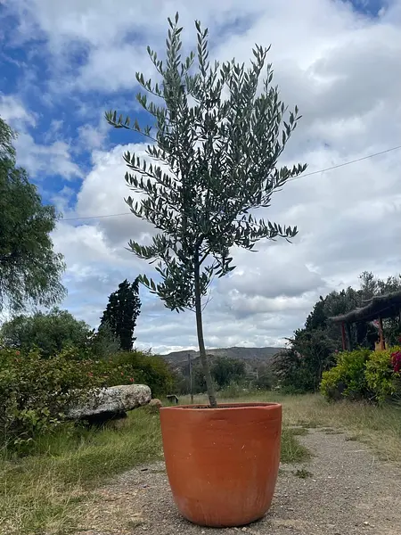 R- Arbol De Olivo En Matera Variedad Arbosana De 3 Años