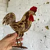 Gallo Rústico De Pata