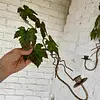 Pareja Candelabros De Pared Hojas De Parra - Italia 1970