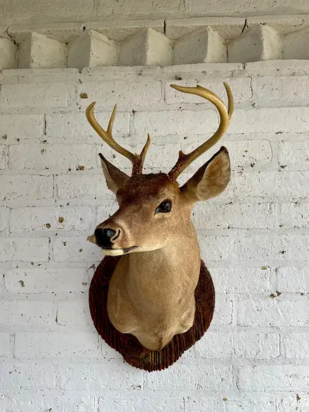 Taxidermia De Cabeza De Venado - Estados Unidos