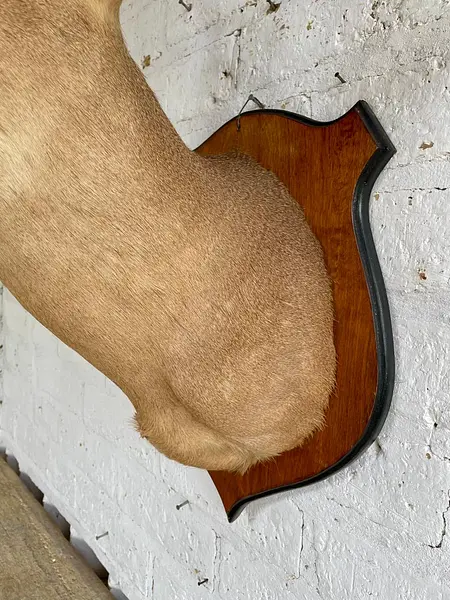 Taxidermia Cabeza De Venado Cola Blanca - Usa 2015