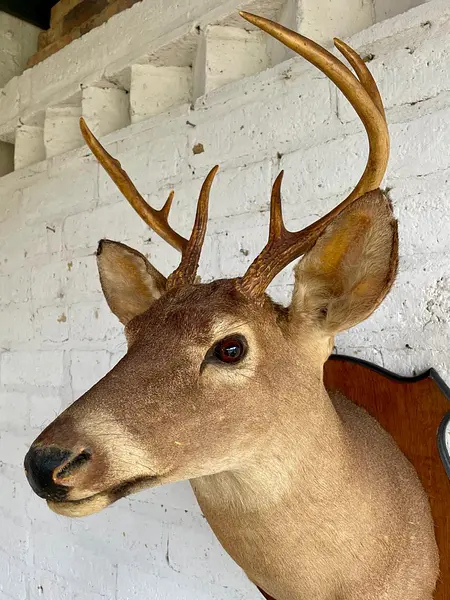 Taxidermia Cabeza De Venado Cola Blanca - Usa 2015
