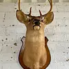 Taxidermia Cabeza De Venado Cola Blanca - Usa 2015