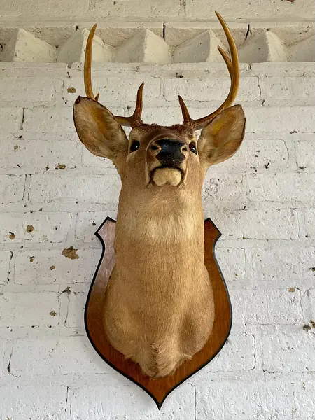 Taxidermia Cabeza De Venado Cola Blanca - Usa 2015