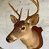 Taxidermia Cabeza De Venado Cola Blanca - Usa 2015