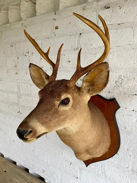 Taxidermia Cabeza De Venado Cola Blanca - Usa 2015