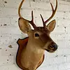 Taxidermia Cabeza De Venado Cola Blanca - Usa 2015