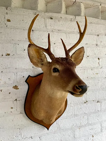 Taxidermia Cabeza De Venado Cola Blanca - Usa 2015