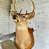 Taxidermia Cabeza De Venado Cola Blanca - Usa 2015