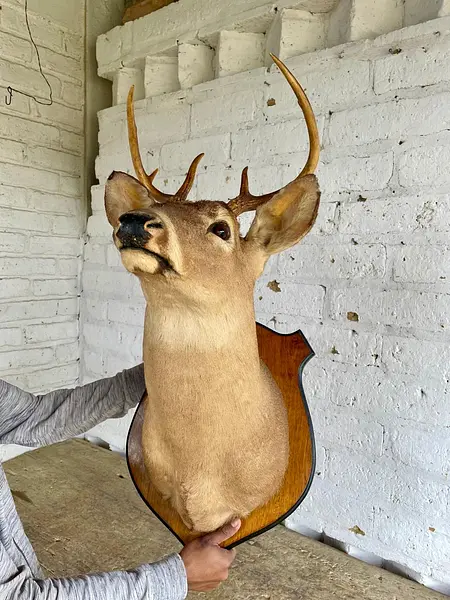 Taxidermia Cabeza De Venado Cola Blanca - Usa 2015