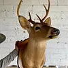Taxidermia Cabeza De Venado Cola Blanca - Usa 2015