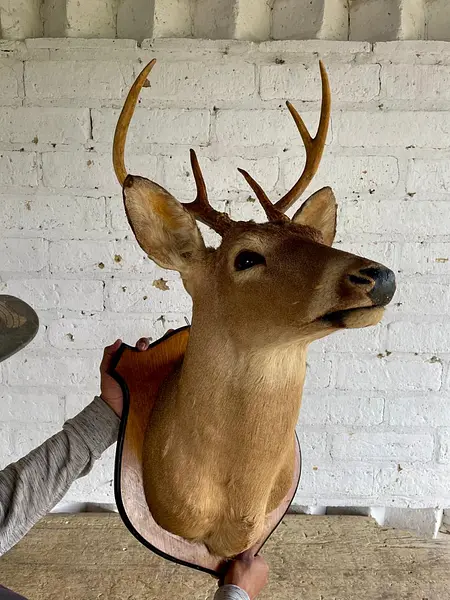 Taxidermia Cabeza De Venado Cola Blanca - Usa 2015