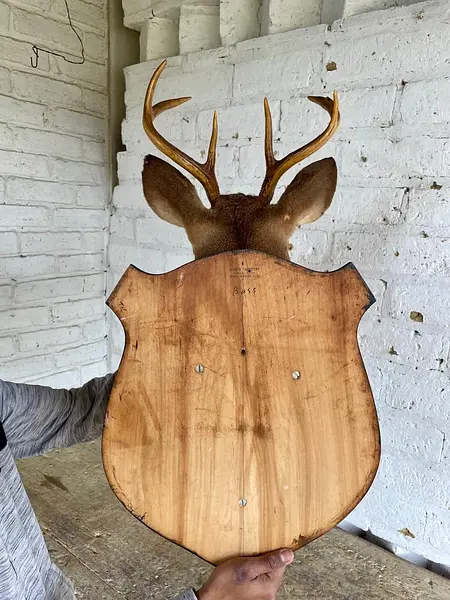 Taxidermia Cabeza De Venado Cola Blanca - Usa 2015