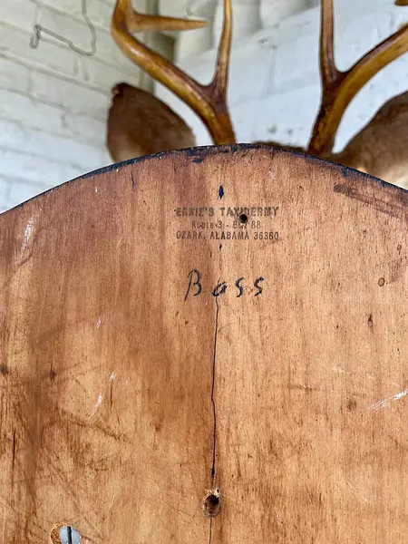 Taxidermia Cabeza De Venado Cola Blanca - Usa 2015